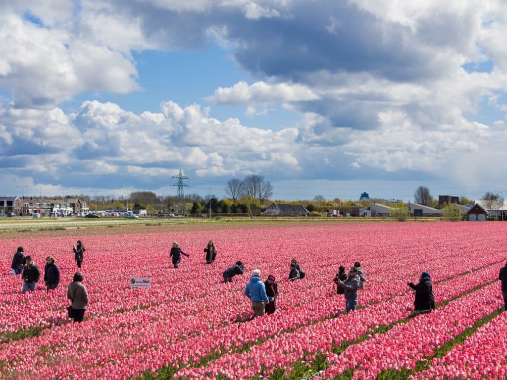 Drukte met toeristen in en op de bloembollenvelden in Voiorhout